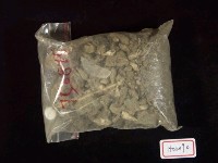 藏品(錐螺)的圖片